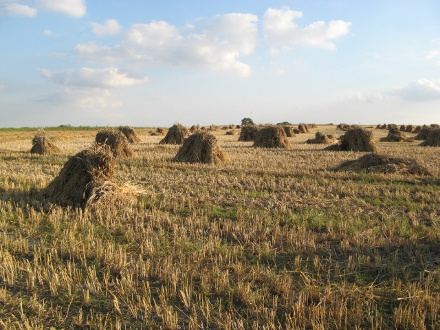 Stooks of barley in a field near Pewsey